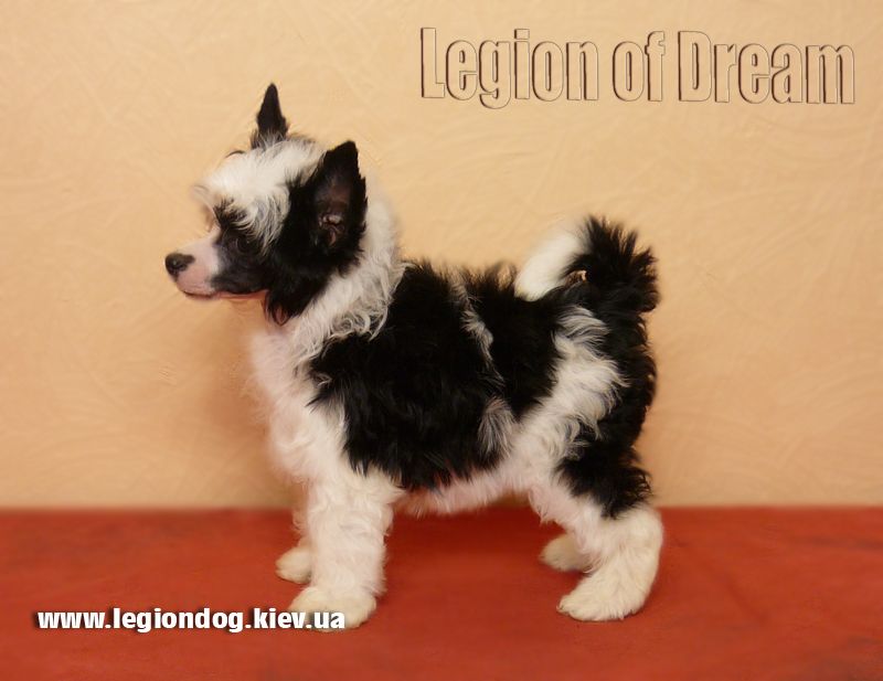 Legion Of Dream Maria Del Pilar