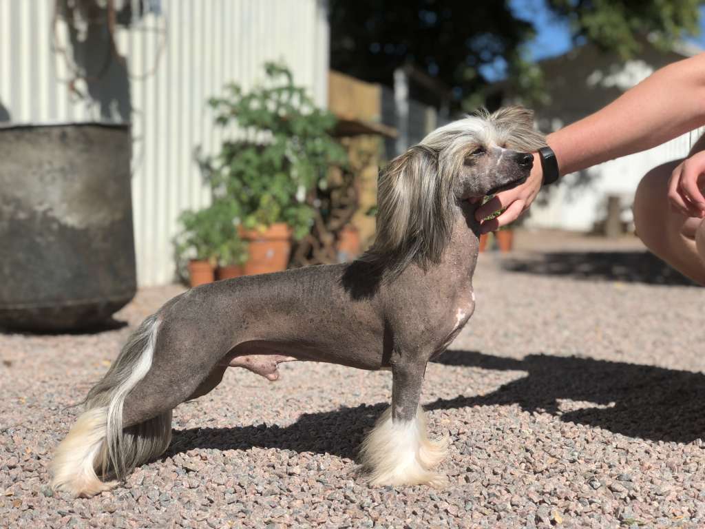 Lionheart Koming Up Next