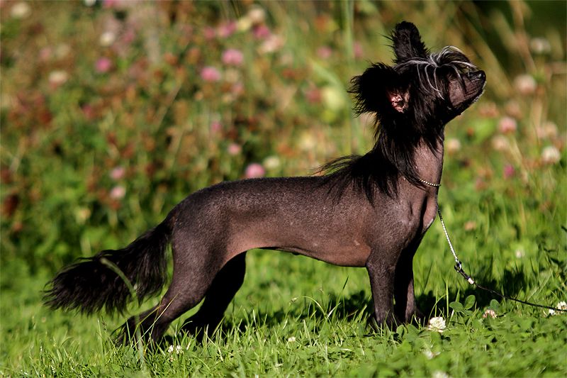 Lunacrest Tropic Thunder