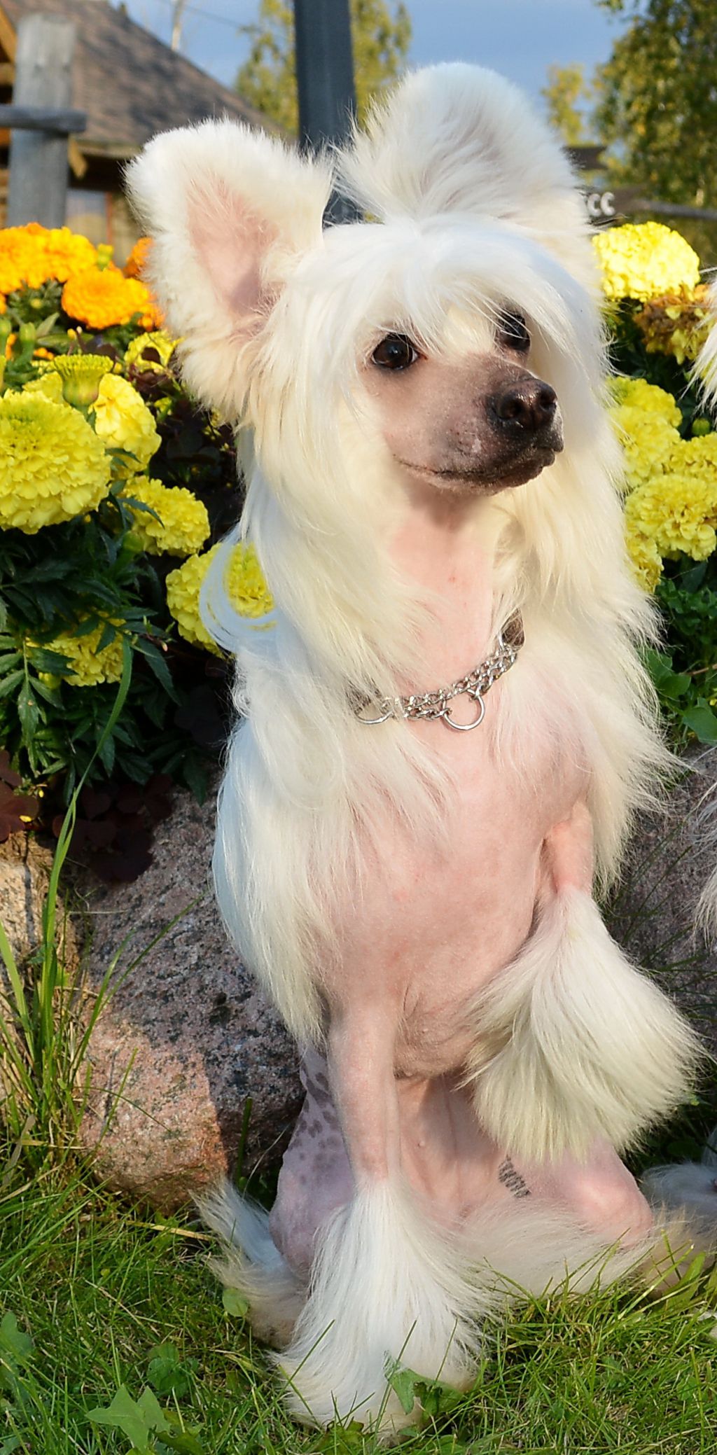 Futureline Felicie Infiniti