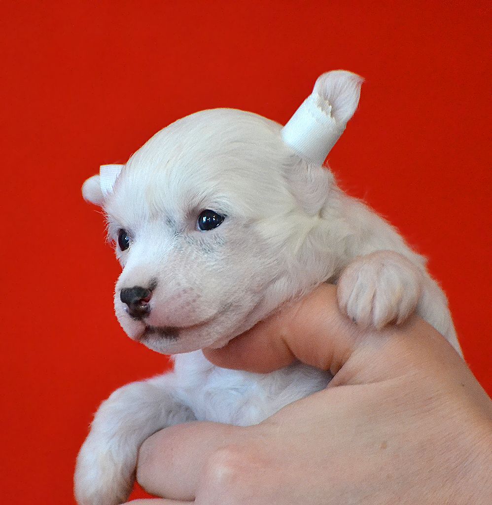 Zlato Dinastii Shalimar