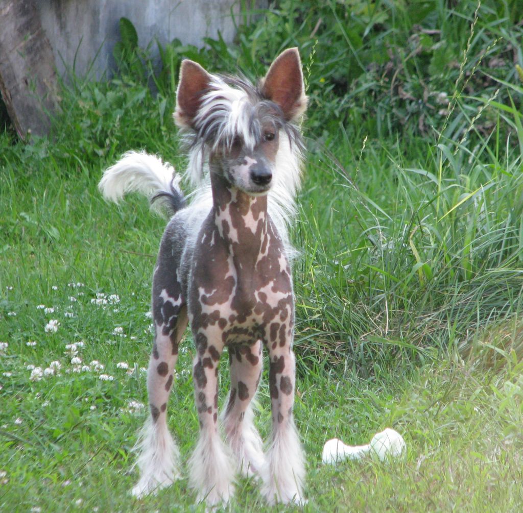 Halan  Exotic World FCI