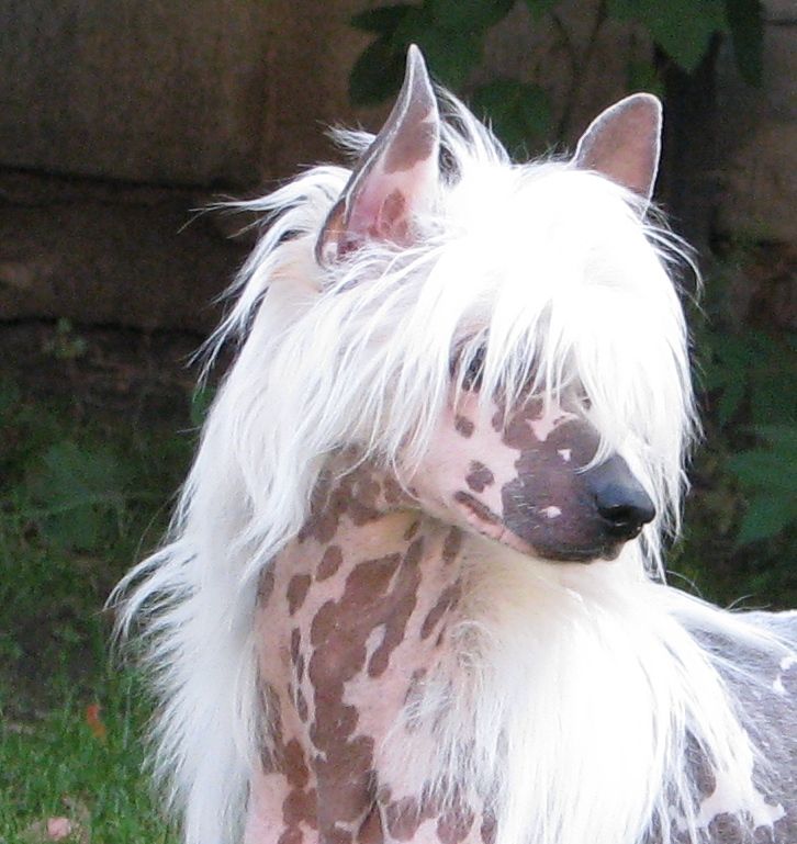 Haxel  Exotic World FCI