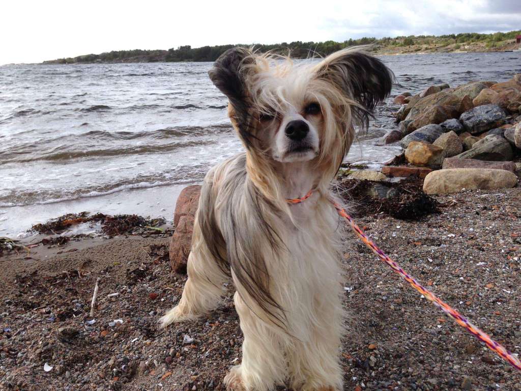 Desireme Hall of Fame