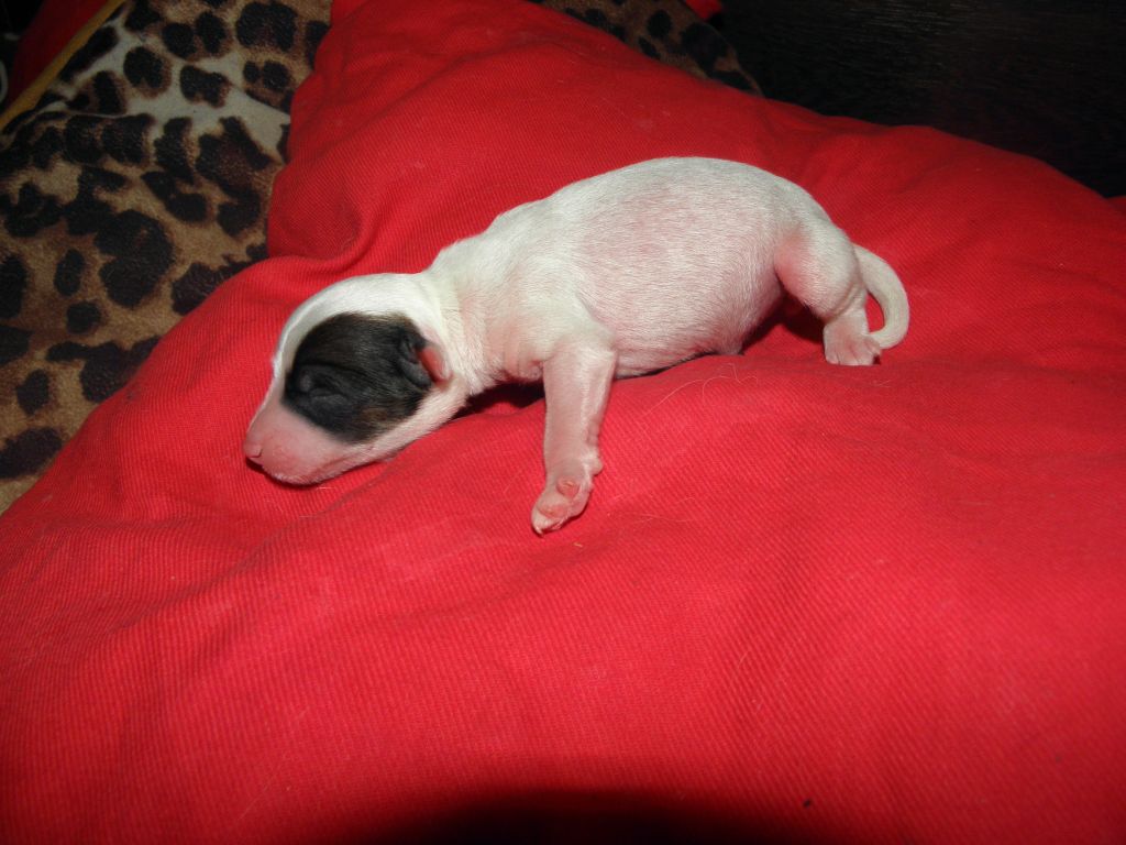 Abigale Butterfly whisper