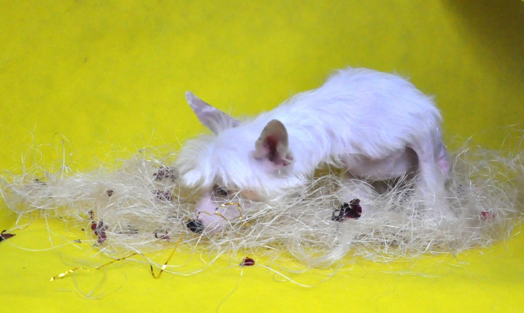 Starsline Natalie Portman