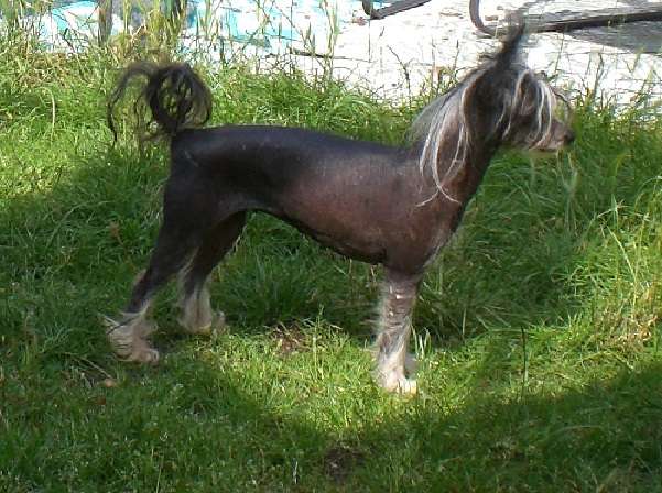 Limber Shanique Diamond Place