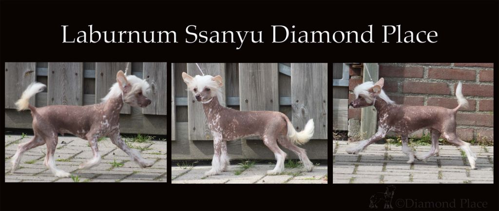 Laburnum Ssanyu Diamond Place