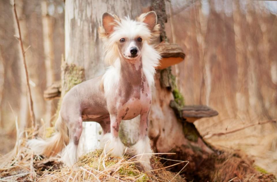 Tournais Fake It Til You Make It