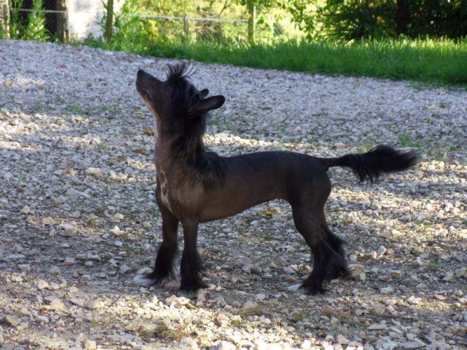 Kokeshi'c Dogs Indiana