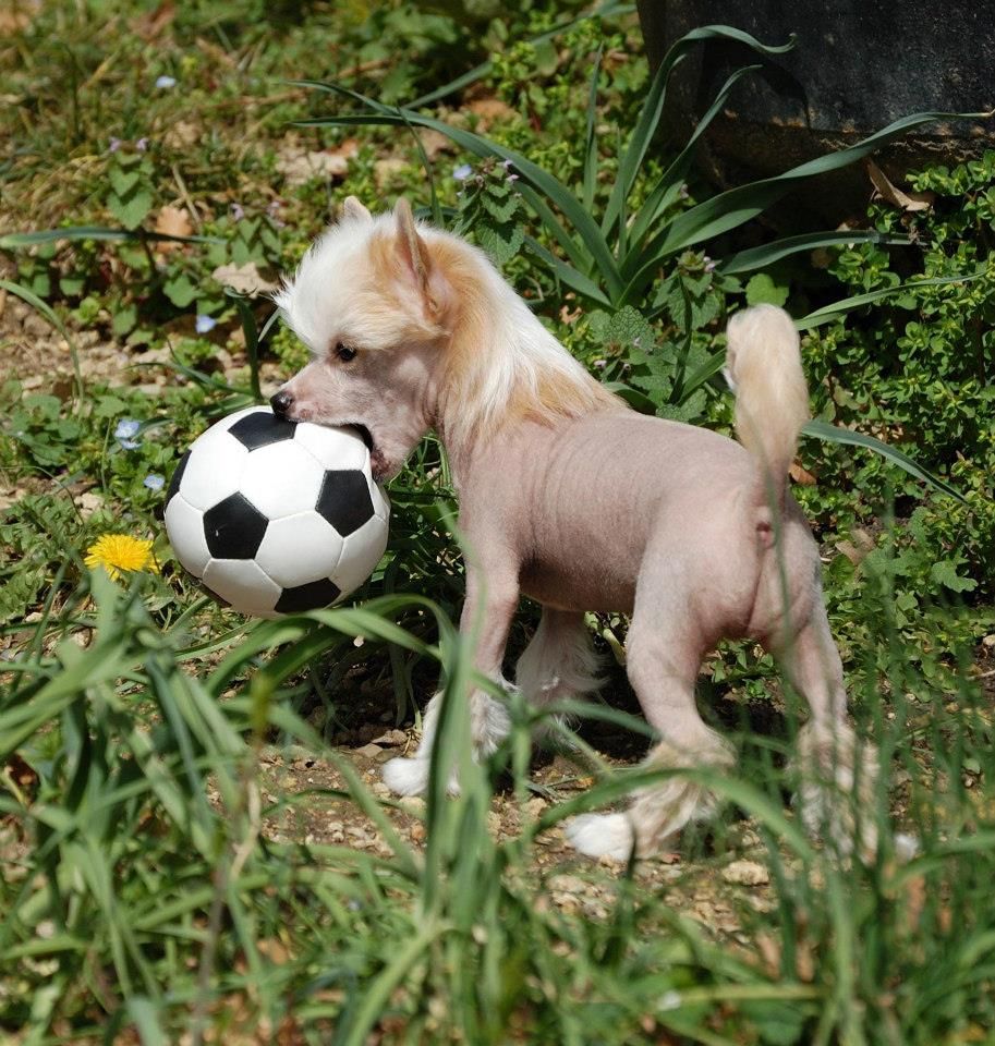 Kokeshi'c Dogs Ice Cream