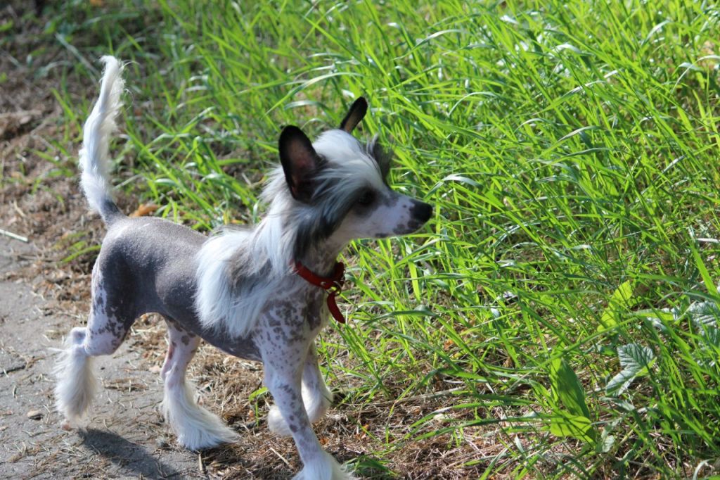 Landkris Chris Evert