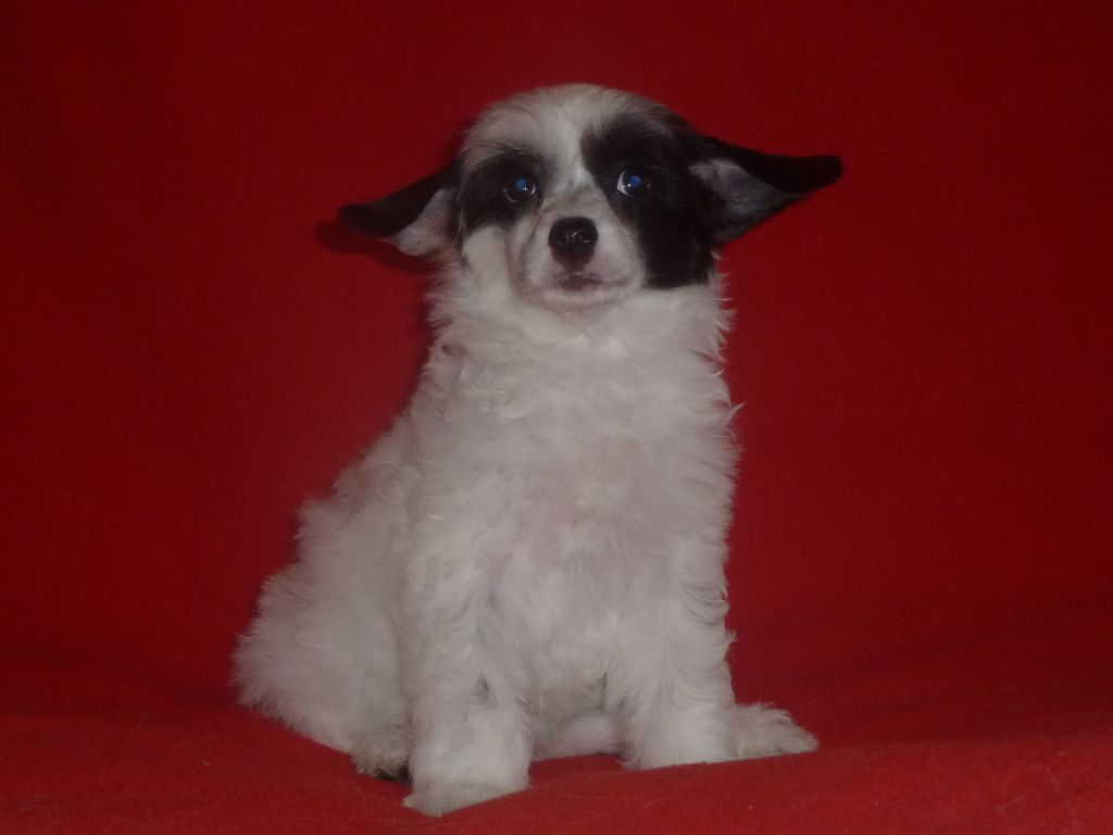 Landkris Clear Ocean