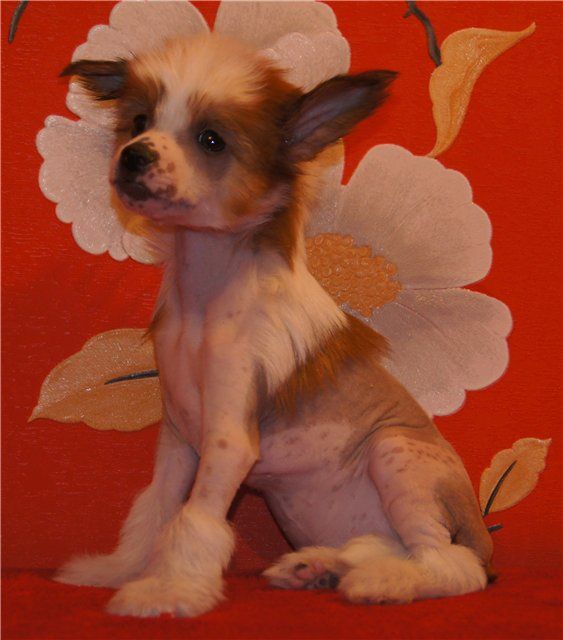 Monidgi Silvestr Stalone