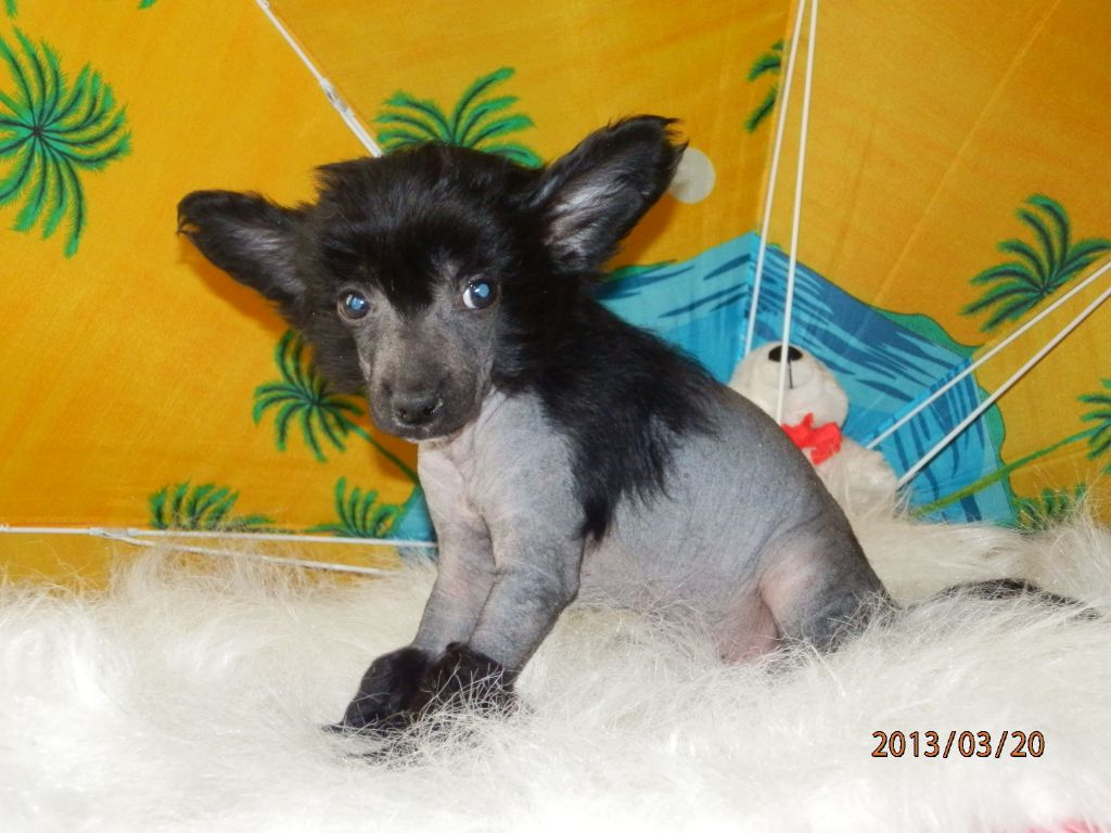 Orero Lovely Guillaume Canet