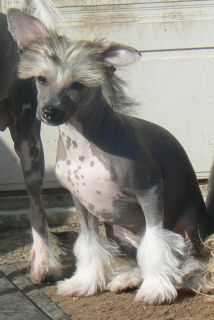 Dogtrix Impulsiva Irma