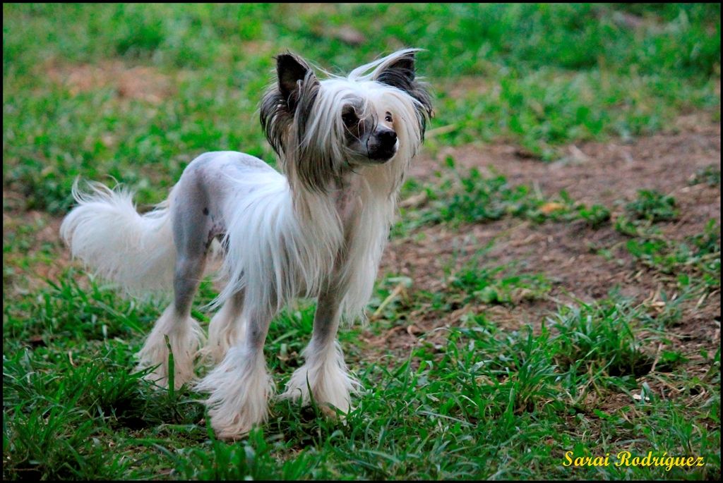 Benzi de Southerland