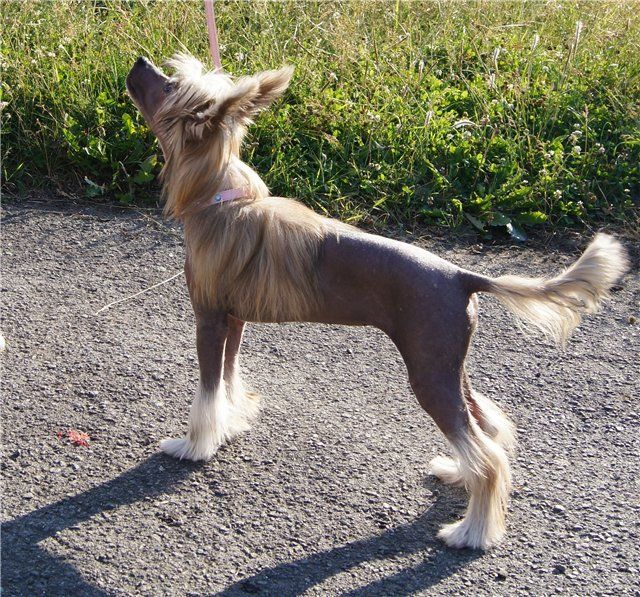 Monidgi Golishka Malishka