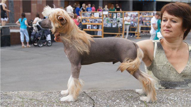 Monidgi Galaktion Podsolnyx