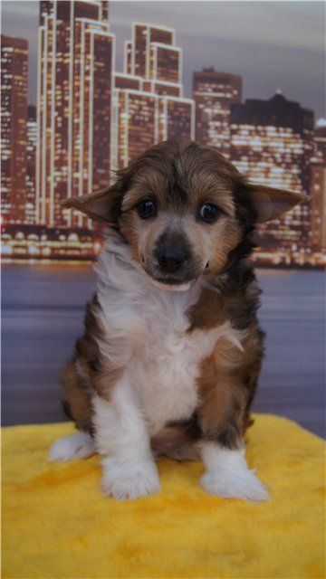 Monidgi Galliano Stefano