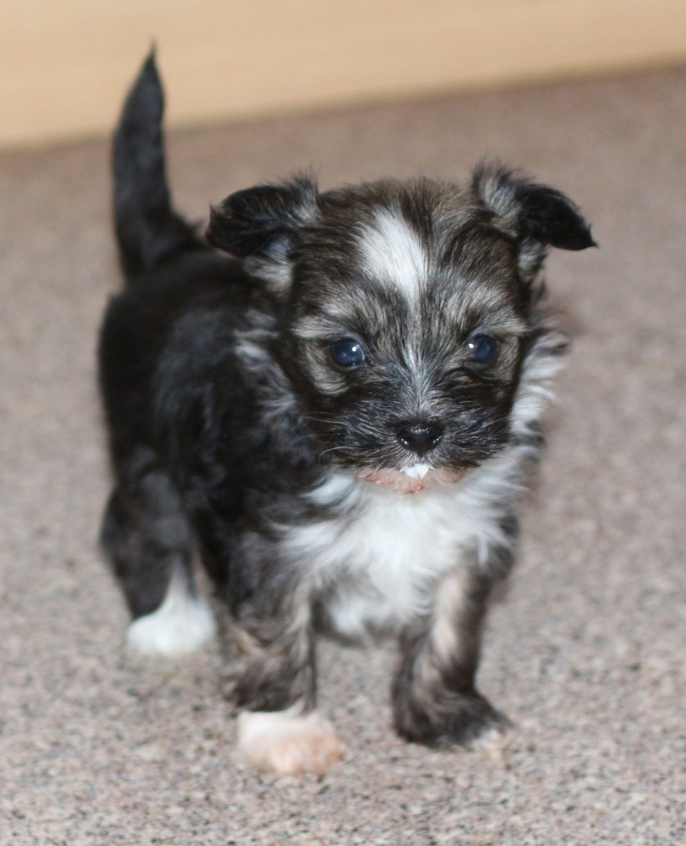 Diluna's Ace Of Hearts