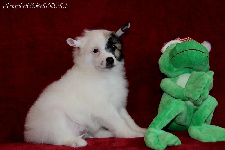 Ashantal Eddy Of Fortune