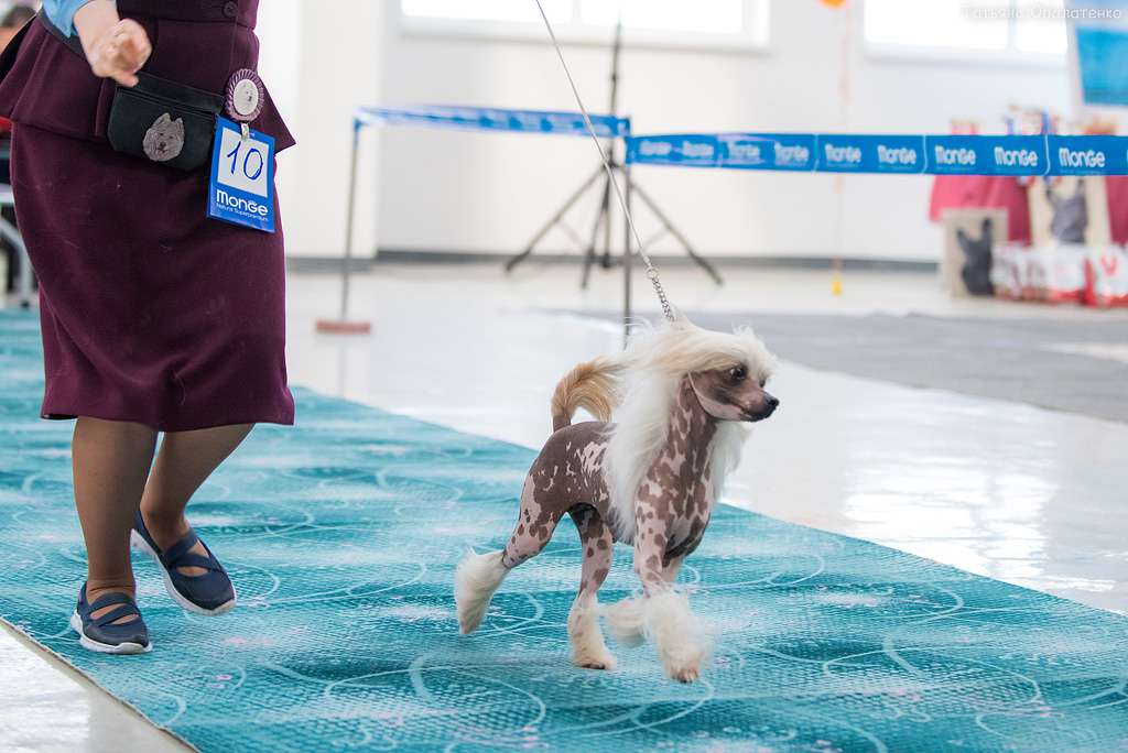 Ashantal Ensign Of Perfection