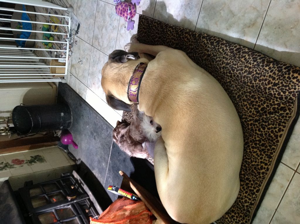 Dominion just beauty