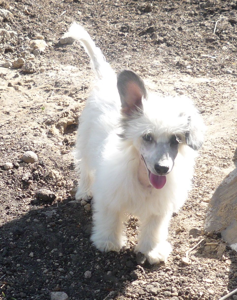 Legion Of Dream Jose