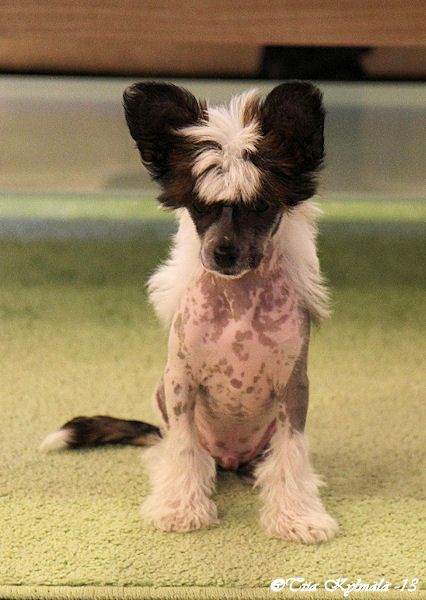 Tirlittan Severus Snape