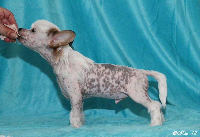 Tirlittan Ron Weasley