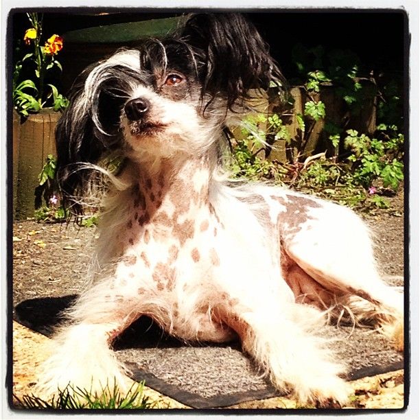 Bordercreek Moon Dancer For Mispickel (AL3)