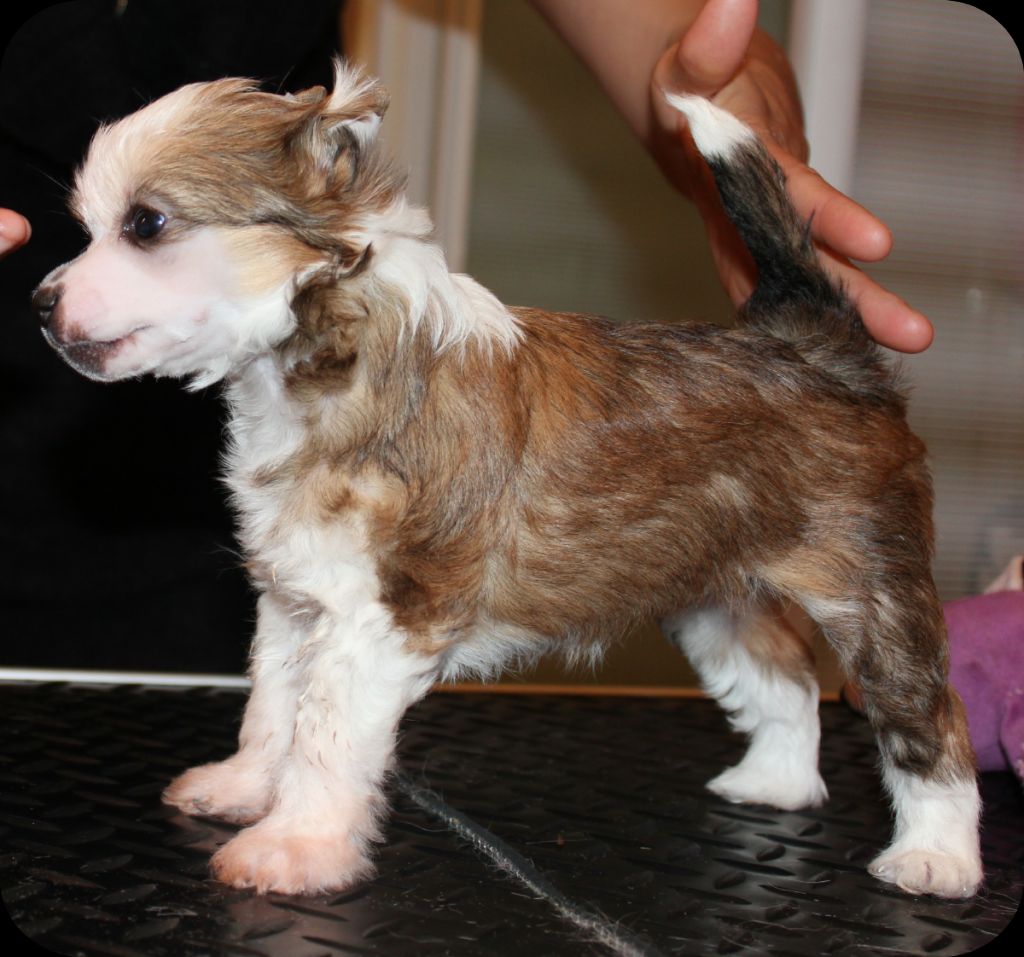 I'm In Love For Dakotarose