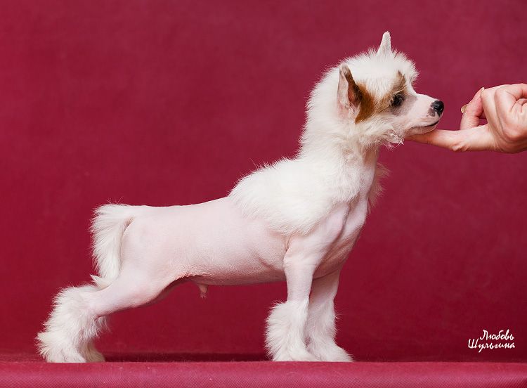 LoveMagic Luciano Pavarotti