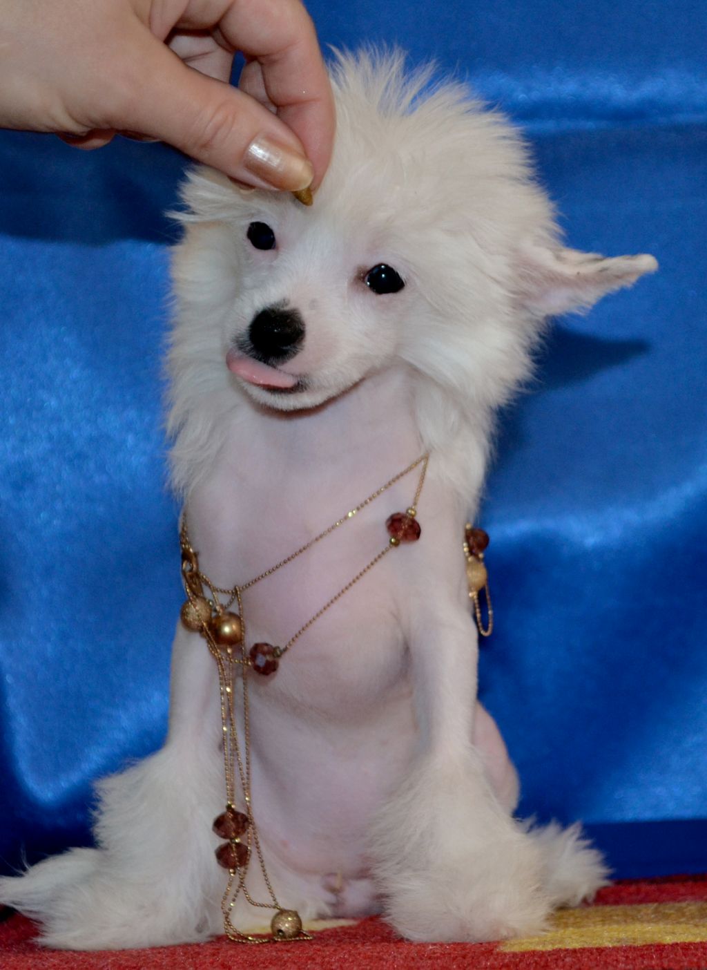 Vesta Treasure Veritebl