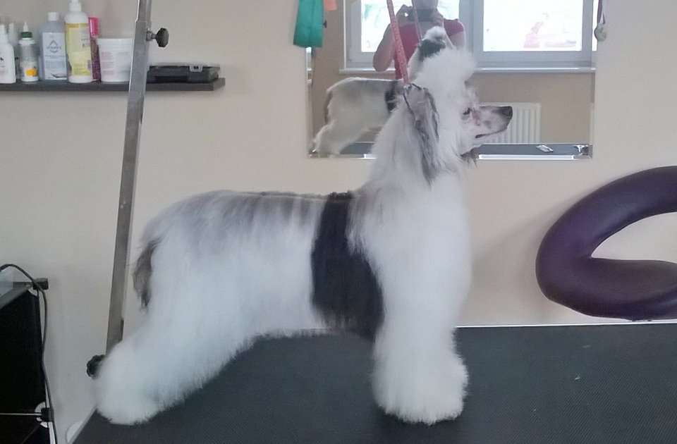 My Crazy Crested Elegance Bastante