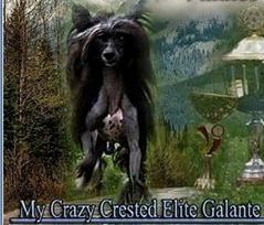 My Crazy Crested Elite Galante
