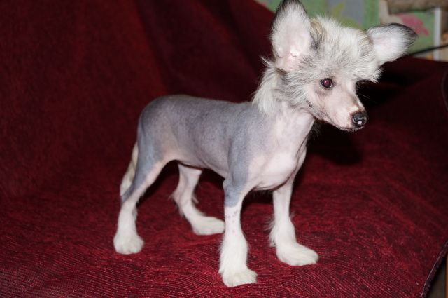 Orsedi Plenitel'naya Feya