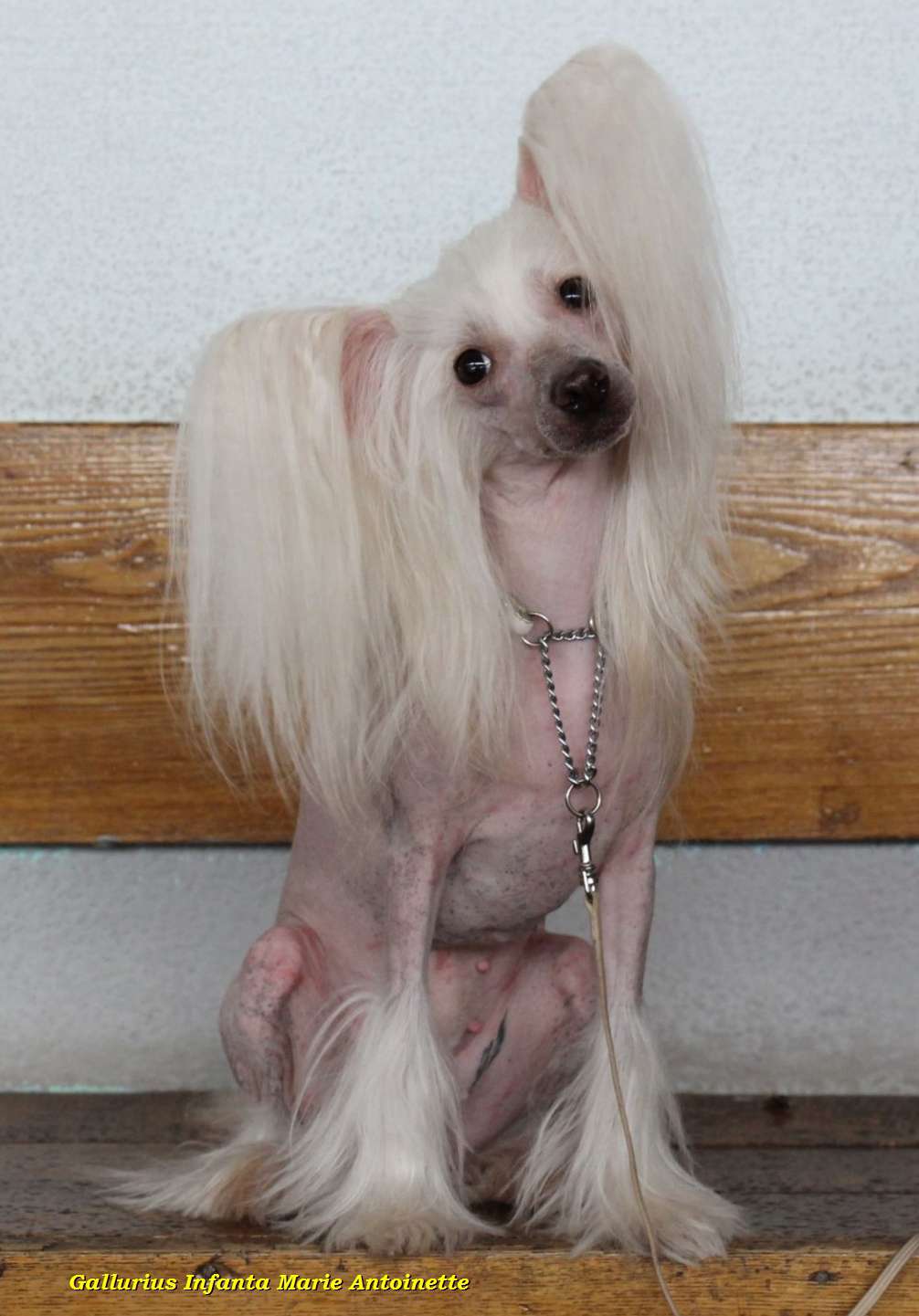 Gallurius Infanta Marie Antoinette