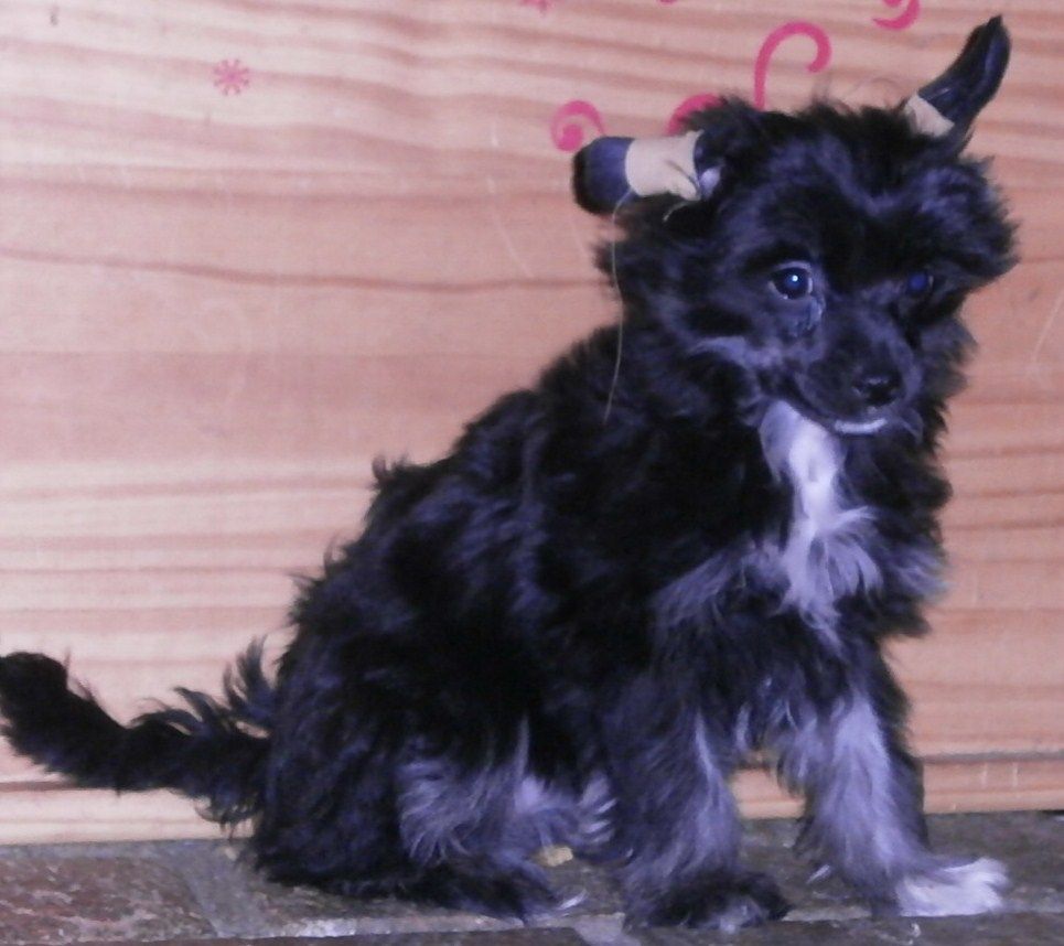 Blossom of mystic Star