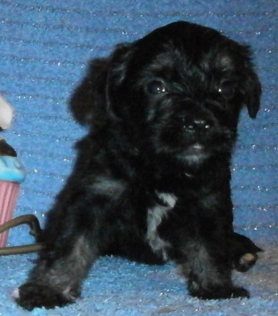 Baccara Rose of mystic Star