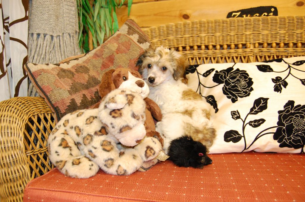 Zucci..................