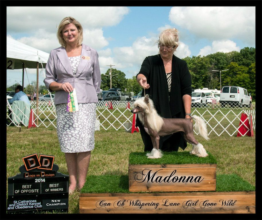 Can Ch Whispering Lane Girl Gone Wild