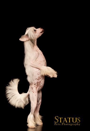 Forever And Ever Pirate de Boscardini