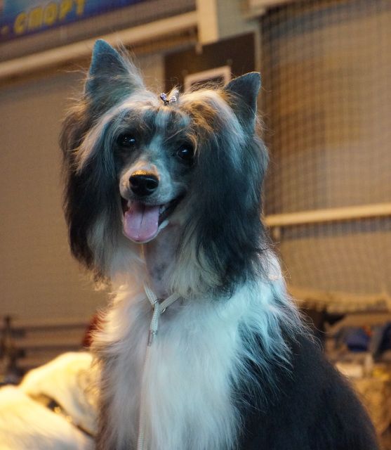 Endless Kiss Zhakki Lucky Charm