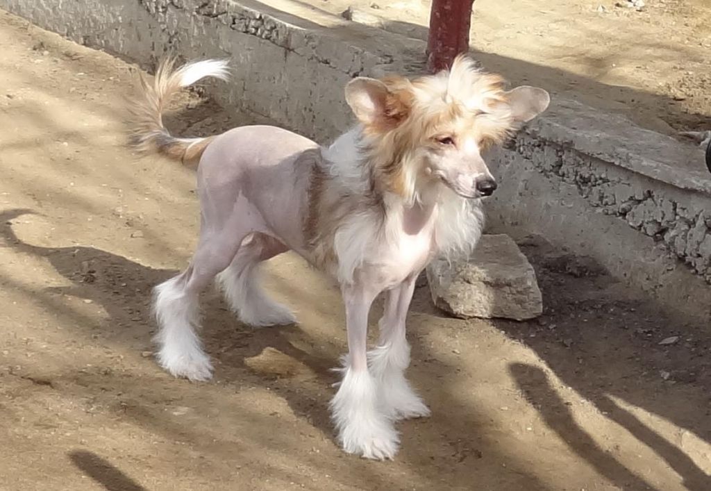 Naimuluna Line Ovation