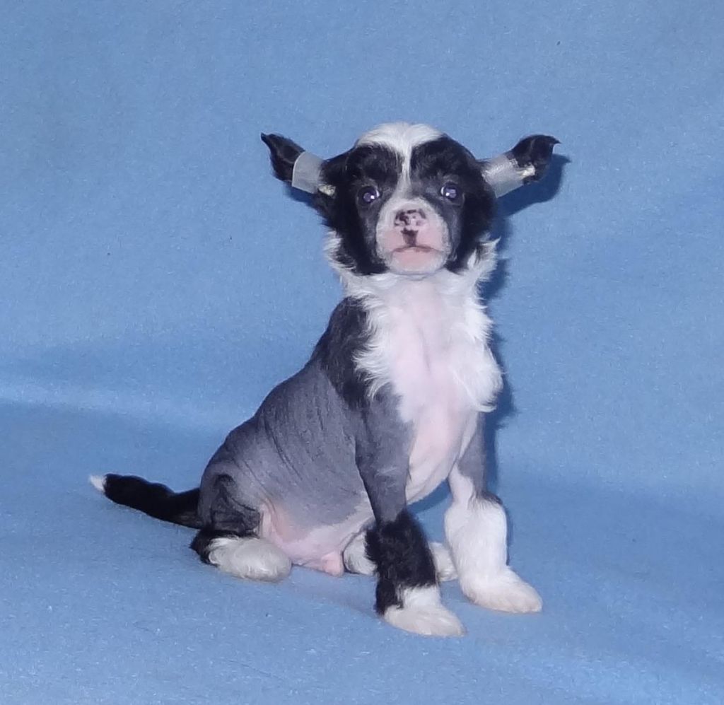 Naimuluna Line Oniks