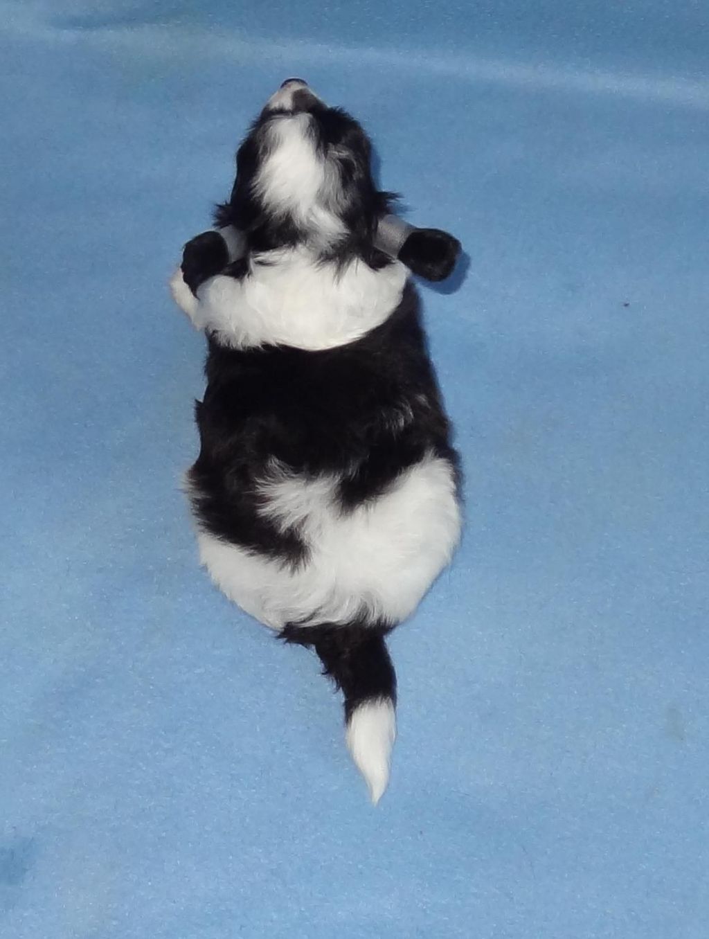 Naimuluna Line Origami