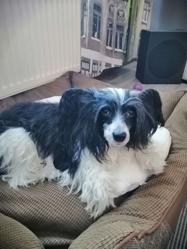 Kaitlin Devil's  Poison