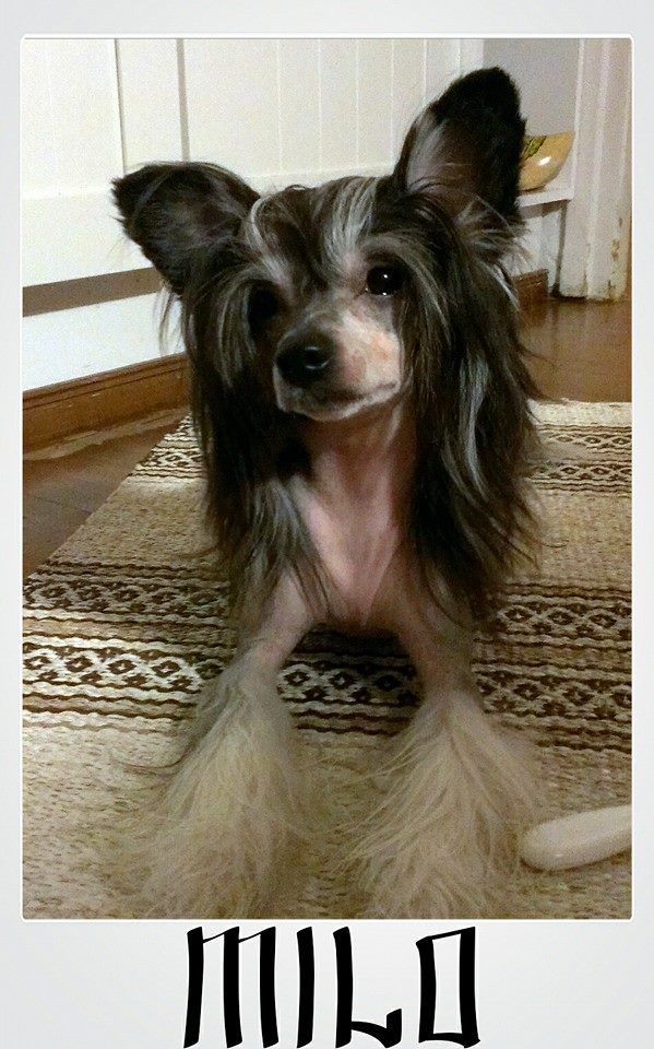 Kaitlin Dark 'n Fluffy